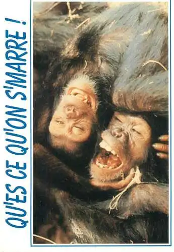 Animals apes monkeys chimp chimpanzee African fauna