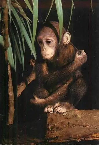 Animals apes monkeys chimp chimpanzee African fauna