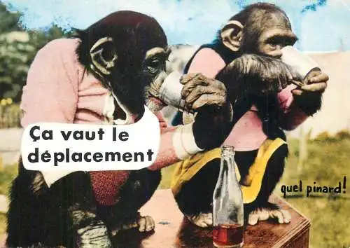 Animals apes monkeys chimp chimpanzee African fauna