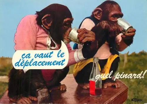 Animals apes monkeys chimp chimpanzee African fauna
