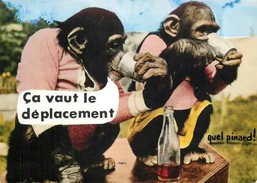 Animals apes monkeys chimp chimpanzee African fauna