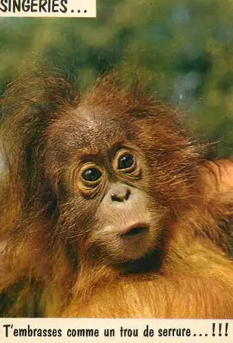 Animals apes monkeys chimp chimpanzee African fauna