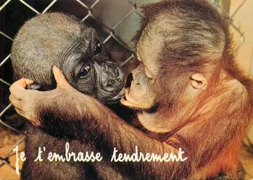 Animals apes monkeys chimp chimpanzee African fauna kiss