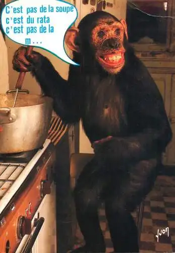 Animals apes monkeys chimp chimpanzee African fauna cooking