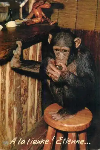 Animals apes monkeys chimp chimpanzee African fauna