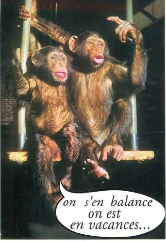 Animals apes monkeys chimp chimpanzee African fauna