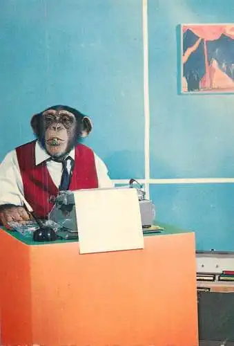 Animals apes monkeys chimp chimpanzee African fauna humanized
