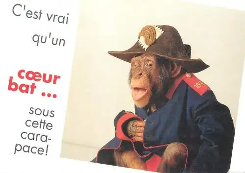 Animals apes monkeys chimp chimpanzee African fauna humanized Napoleon