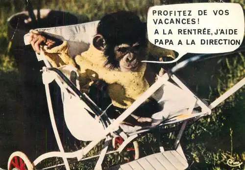 Animals apes monkeys chimp chimpanzee African fauna baby