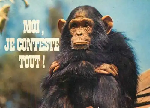 Animals apes monkeys chimp chimpanzee African fauna