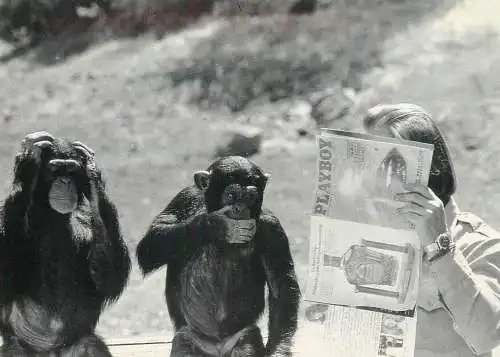 Animals apes monkeys chimp chimpanzee African fauna playboy