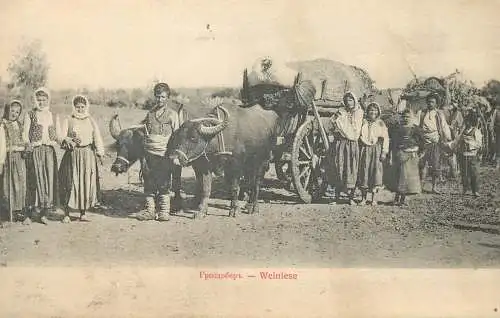 Bulgaria Ruse Rusciuk grapes harvest