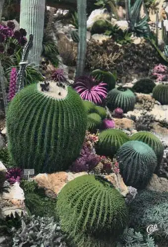 France cpsm Monaco jardin exotique