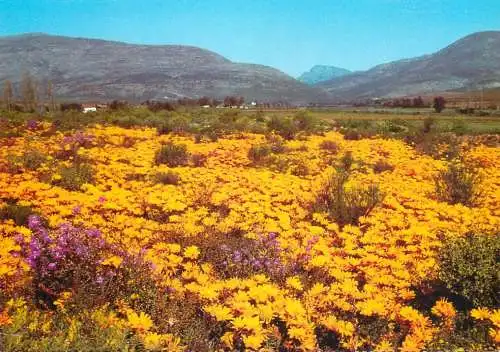 South Africa Karoo springtime flower field