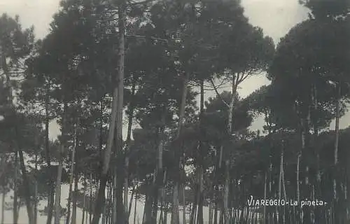 Italy Viareggio la pineta