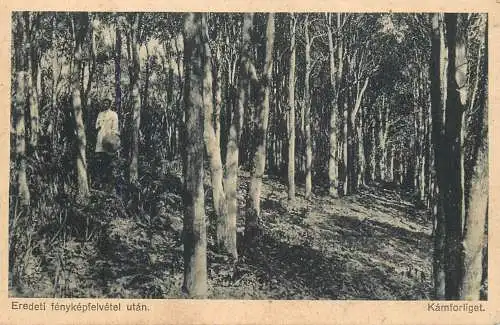 Hungary Kamforliget Perichol Cadechol advertising postcard