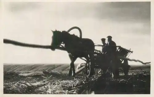Hungary agriculture horse traction carriage cultivation photographic postcard 1943