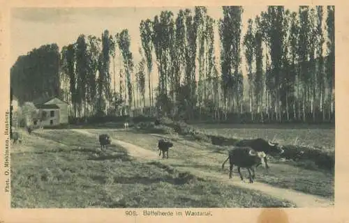 Macedonia BÜFFLEHERDE IM WARDARTAL