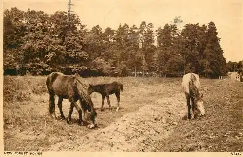 England New Forest - ponies