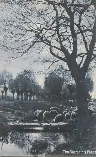 Farm watering place pastoral scene with sheep