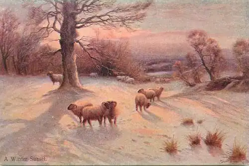 pastoral scene with sheep - a winter sunset S. Hildesheimer postcard