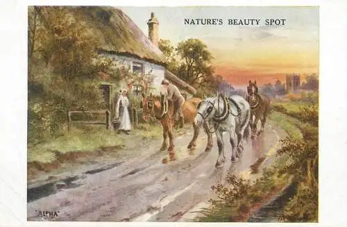 Study of Horses old postcard