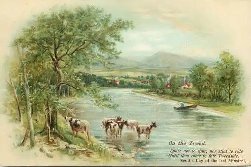 On the Tweed Scott`s Lay of the last Minstrel cows scenic old postcard