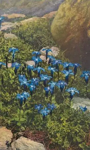Alpine flowers old postcard Gentiana verna enzians