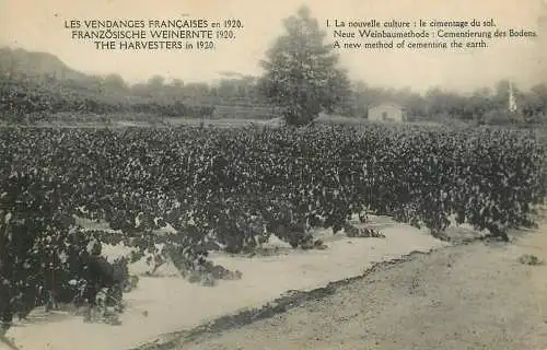 Les Vendanges Francaises en 1920