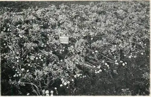 Cultivation photographic postcard