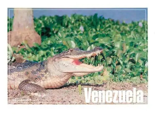Venezuela Los Llanos caiman