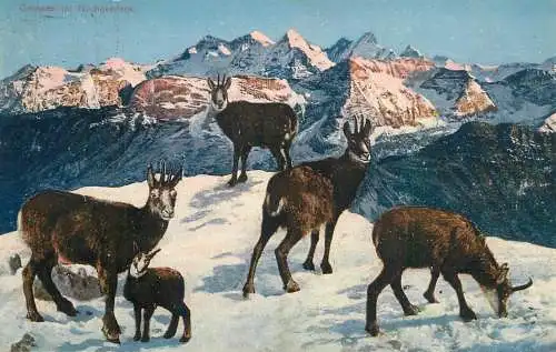 Suisse Schweiz gemsen im Hochgebirge