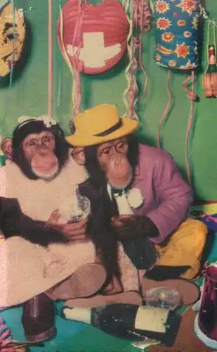 Dressed chimps couple 1959