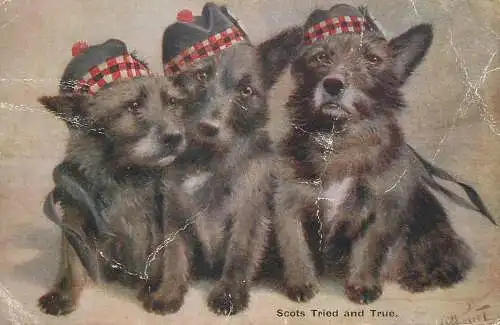 Dogs Scots Tried and True