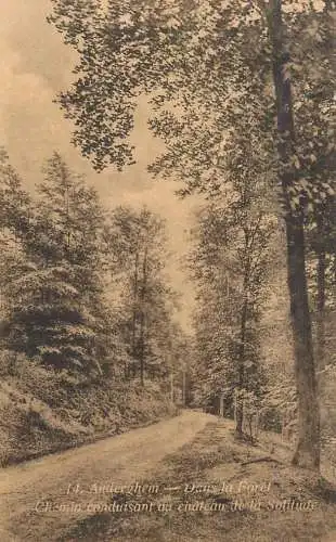 Belgium Anderghem forest view
