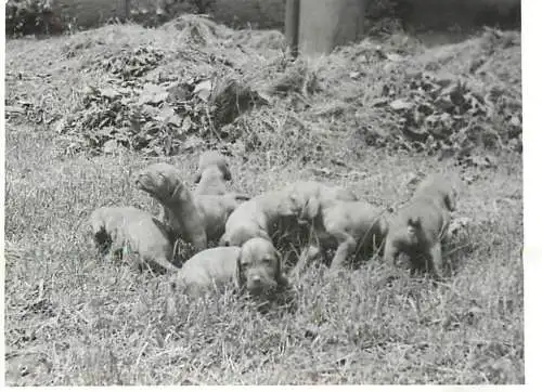 Photograph ca. 6 x 9 cm puppies dogs