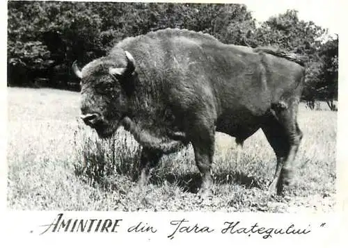 Photograph ca. 6 x 9 cm Romania Tara Hategului zimbru