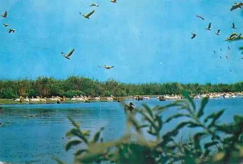 Romania Tulcea pelicans in the Danube Delta