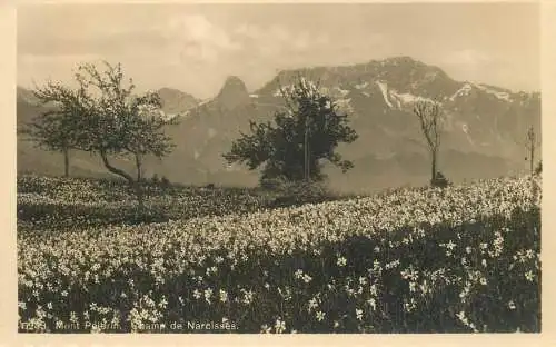 Switzerland Mont Pelerin Champ des Narcisses