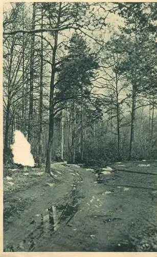 Germany place to identify snow melting in the forest