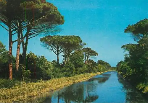 Italy riviera Adriatica pineta e canalino