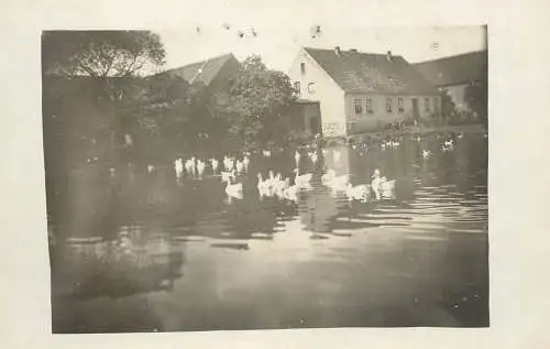 Tiigiveski ? swans pond