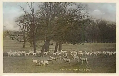 England Deer in Welbeck Park