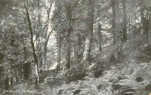 England Bakewell Derbyshire - the Woods