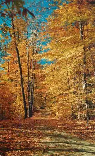 Canada Quebec forest road autumn colours