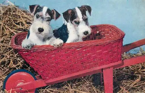Animal dog puppies fox terrier breed in wheelbarrow