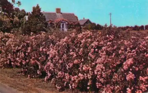 SUA Cape Cod MA rose covered cottage