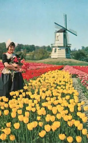 Netherlands Bollenvelden and Molen