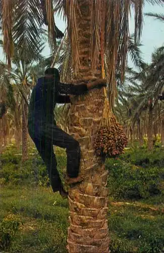 Tunisie Tozeur cuillettes des Dattes