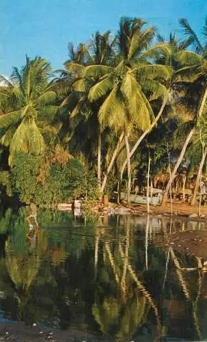 Martinique Fond Capot Stream